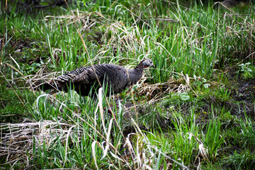 Wild Turkey in the Rocky Mountains