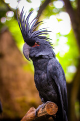 The king cockatoo or Probosciger aterrimus is a large black cockatoo, has red cheek skin and a large black beak.  On his head there is a big crest that can be straightened