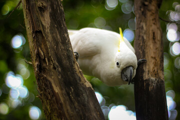 The chef's cockatoo is also known as the yellow-crested cockatoo, and belongs to the type of...