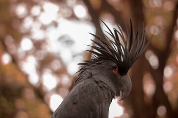 The king cockatoo or Probosciger aterrimus is a large black cockatoo, has red cheek skin and a...