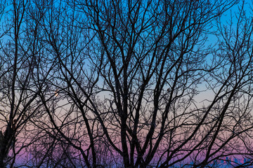 Fototapeta na wymiar Detailed tree branches. silhouettes of tree branches against the background of a multi colored morning sky