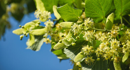 Linden tree branch with yellow flowers against blue sky