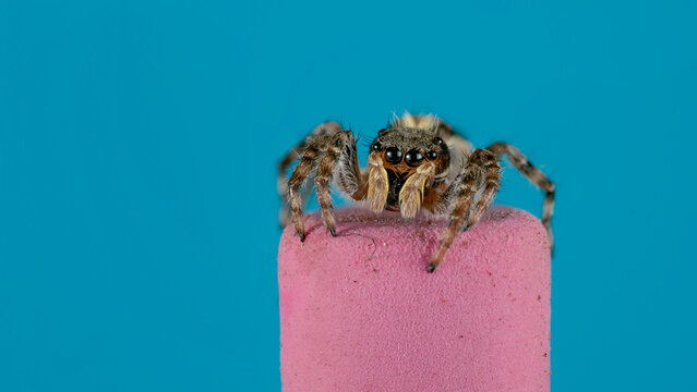 ara&ntilde;a saltarina sobre goma de lapiz