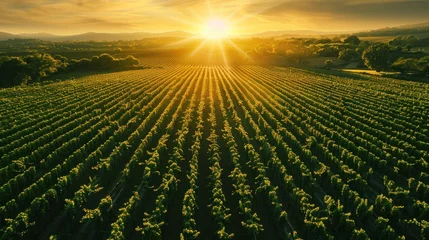 Photo sur Plexiglas Couleur miel Aerial view of landscape of orange fields with soft sunlight.