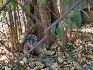 a gray squirrel eating, una ardilla de color gris comiendo 
