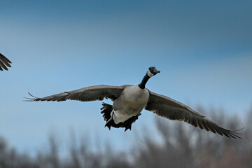 Canada Geese