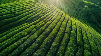 Foto op Plexiglas Aerial view of tea fields in soft sunlight © somchai20162516
