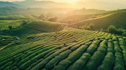 Fotobehang Aerial view of tea fields in soft sunlight © somchai20162516