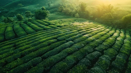 Fototapeten Aerial view of tea fields in soft sunlight © somchai20162516