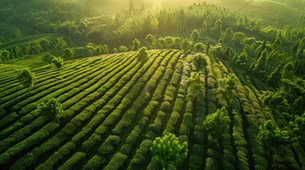 Cercles muraux Rizières Aerial view of tea fields in soft sunlight