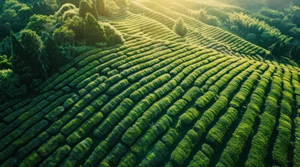 Papier Peint photo autocollant Rizières Aerial view of tea fields in soft sunlight