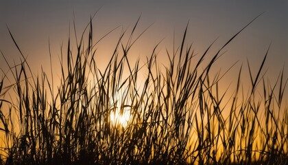 Fototapeta premium Sunset through the blades of grass