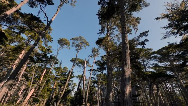 Monterey Cypress tree forest at California seaside coast along 17-Mile Drive