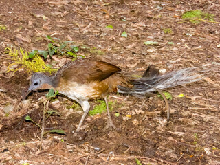 Albert's Lyrebird in Queensland Australia