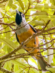 Black-faced Monarch in Queensland Australia