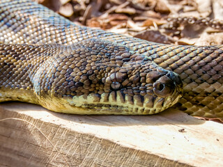 Carpet Python in Queensland Australia