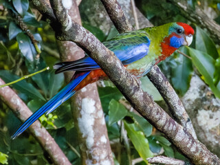 Crimson Rosella in New South Wales Australia