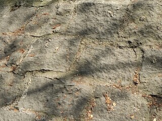 shadows of a tree, sombras de un arbol
