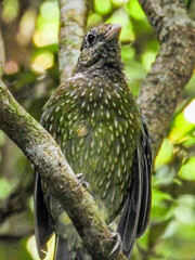 Green Catbird in Queensland Australia