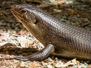 Land Mullet in Queensland Australia