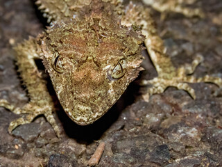 Leaf-tailed Gecko in Queensland Australia