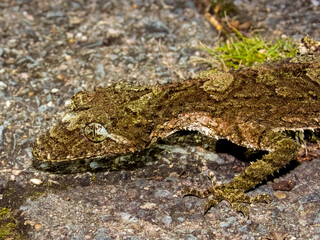 Fototapeta premium Leaf-tailed Gecko in Queensland Australia