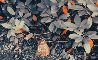 Rock friend and leaves