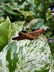 Beautiful grasshopper on natural green leaves background, closeup