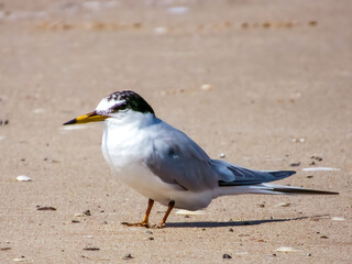 Little Tern in New South Wales Australia