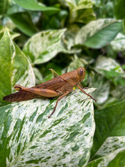 Beautiful grasshopper on natural green leaves background, closeup
