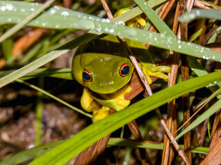 Naklejka premium Orange-eyed Tree Frog in New South Wales Australia