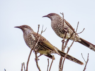 Little Wattlebird in New South Wales Australia