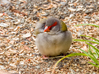 Red-browed Firetail in Queensland Australia