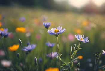Wildflowers in bloom with soft focus, bathed in golden sunlight, depicting a tranquil meadow scene.