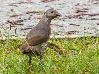 Satin Bowerbird in New South Wales Australia