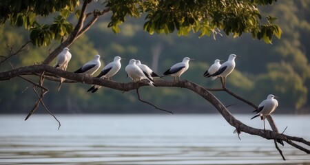  Peaceful scene - Birds perched on a branch by the water