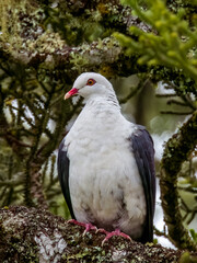 White-headed Pigeon in Queensland Australia