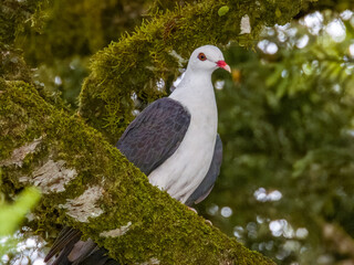 White-headed Pigeon in Queensland Australia
