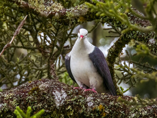 White-headed Pigeon in Queensland Australia