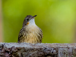 White-throated Treecreeper in Queensland Australia