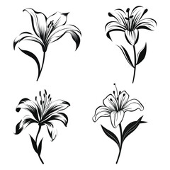 Lily flower black Silhouette vector