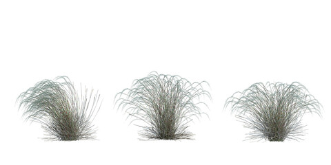 3d Render Brush Tree Isolated  on white