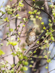A fieldfare chick, Turdus pilaris, has left the nest and is sitting on a branch. A chick of...