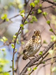 A fieldfare chick, Turdus pilaris, has left the nest and is sitting on a branch. A chick of fieldfare sitting and waiting for a parent on a branch.