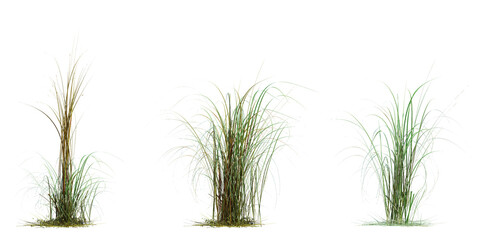 3d Render Brush Tree Isolated  on white
