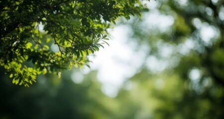 Fototapeta premium Peaceful forest escape, a serene moment in nature