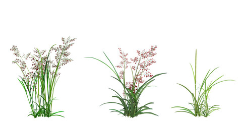 3d Render Brush Tree Isolated  on white