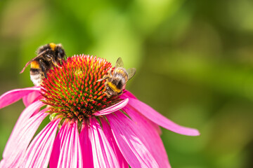 A closeup shot of a bee collecting pollen on a purple echinacea flower