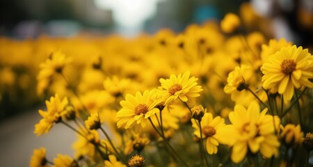  Bright and cheerful yellow daisies in full bloom - Powered by Adobe