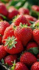 Strawberries from Provence, France, have a sweet taste and high vitamin C content. Provence's cool climate and mineral-rich soil create ideal conditions for growing delicious, healthy strawberries